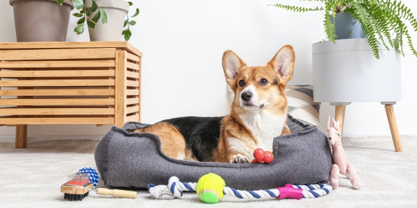 PET FURNITURE &amp; ACCESSORIES